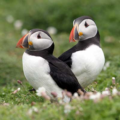 oyster catchers in pembrokeshire